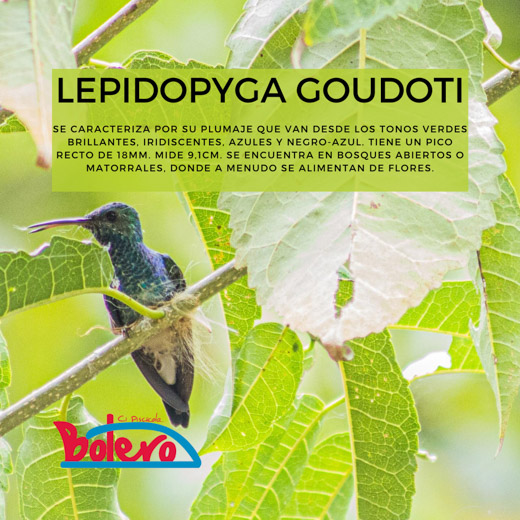 Lepidopyga Goudoti