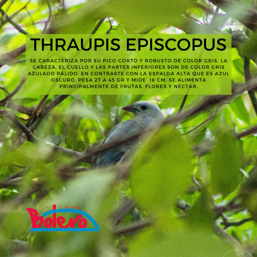 Thraupis Episcopus