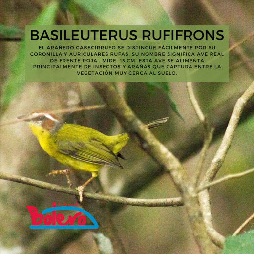 Basileuterus
